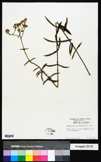 Eupatorium leucolepis image