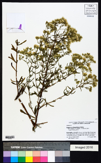 Eupatorium linearifolium image