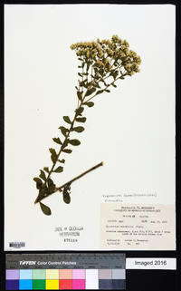 Eupatorium linearifolium image