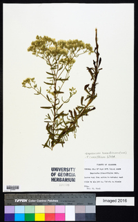 Eupatorium linearifolium image