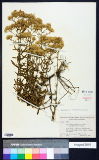 Eupatorium linearifolium image