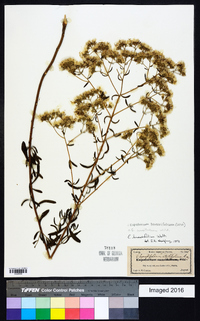 Eupatorium linearifolium image