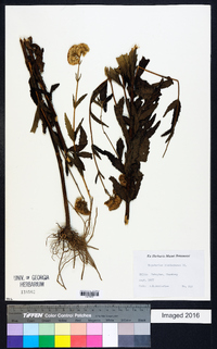 Eupatorium lindleyanum image