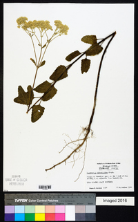 Eupatorium mikanioides image