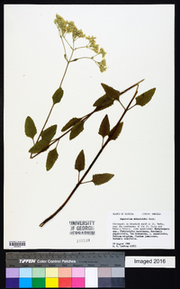 Eupatorium mikanioides image