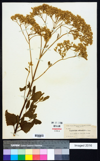 Eupatorium mikanioides image