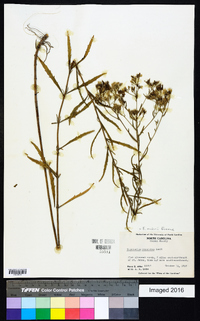 Eupatorium mohrii image