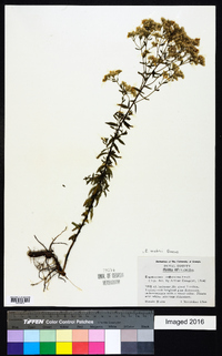 Eupatorium mohrii image