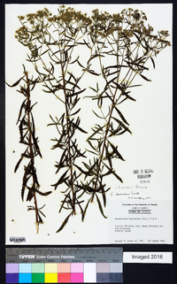 Eupatorium mohrii image