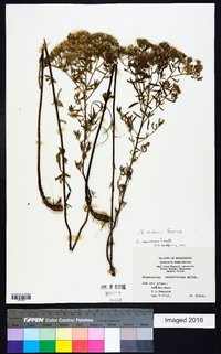 Eupatorium mohrii image