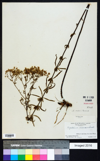 Eupatorium mohrii image