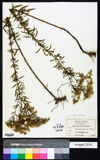 Eupatorium mohrii image