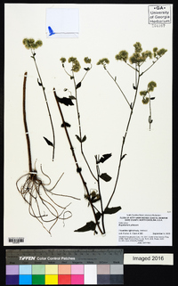 Eupatorium pilosum image