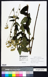 Eupatorium pilosum image