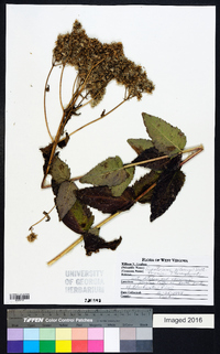 Eupatorium pilosum image