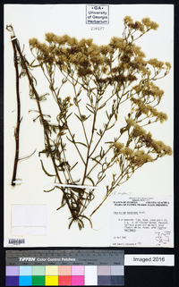 Eupatorium mohrii image