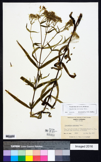 Eupatorium resinosum image