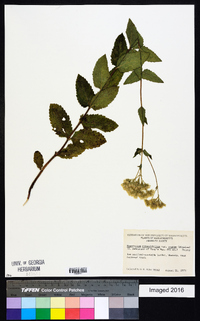 Eupatorium rotundifolium var. ovatum image