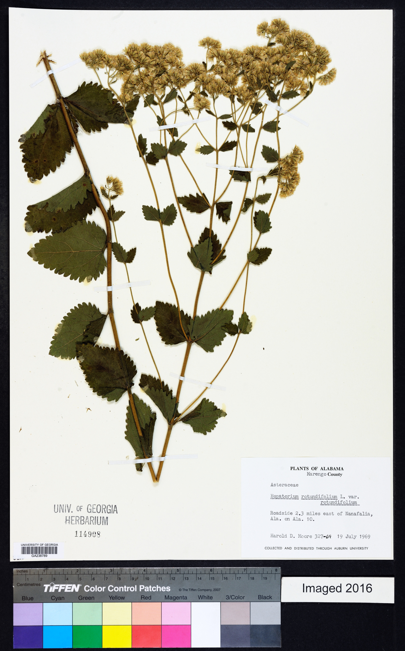 Eupatorium rotundifolium var. rotundifolium image