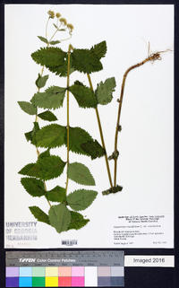 Eupatorium rotundifolium var. rotundifolium image