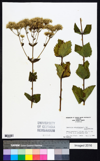 Eupatorium rotundifolium var. rotundifolium image