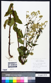 Eupatorium rotundifolium var. saundersii image