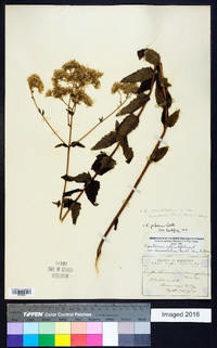 Eupatorium rotundifolium var. saundersii image
