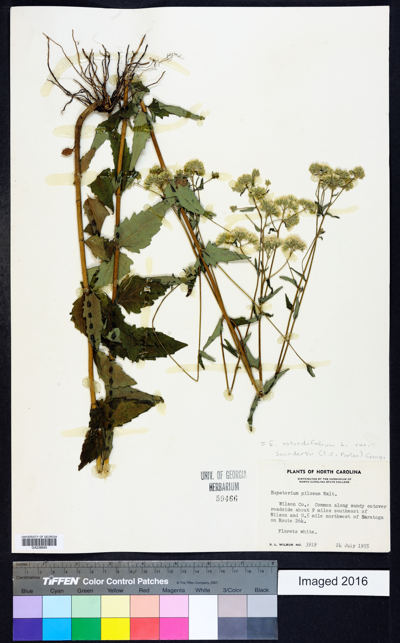 Eupatorium rotundifolium var. saundersii image