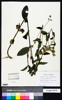 Eupatorium rotundifolium var. saundersii image