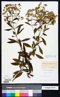 Eupatorium semiserratum image