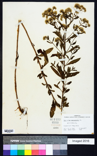 Eupatorium semiserratum image