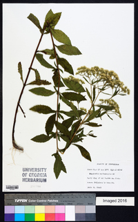 Eupatorium semiserratum image