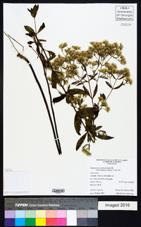 Eupatorium semiserratum image