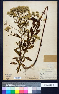 Eupatorium semiserratum image