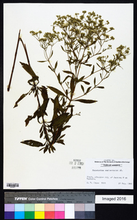 Eupatorium semiserratum image