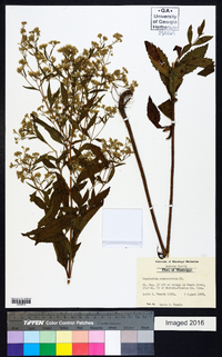 Eupatorium semiserratum image