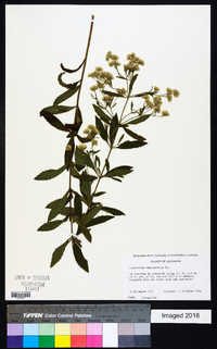 Eupatorium semiserratum image