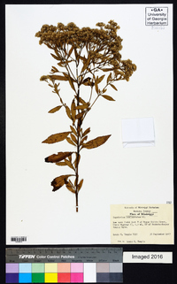 Eupatorium semiserratum image