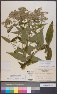 Eupatorium sessilifolium image