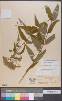 Eupatorium sessilifolium image