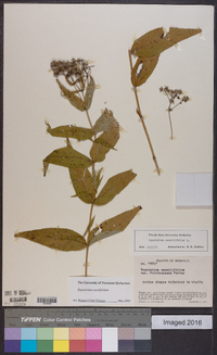 Eupatorium sessilifolium image