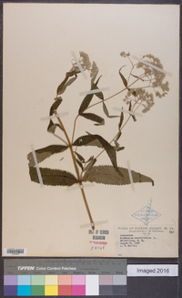 Eupatorium sessilifolium image