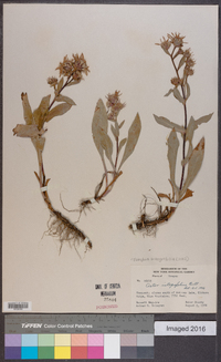 Eurybia integrifolia image