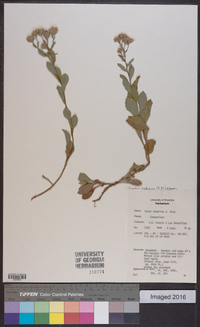 Eurybia radulina image