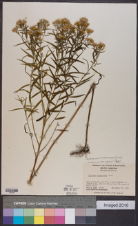 Euthamia caroliniana image