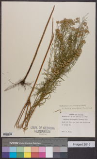 Euthamia caroliniana image