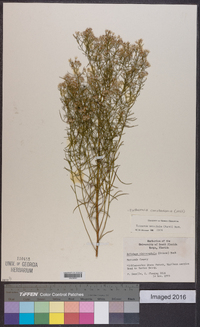 Euthamia caroliniana image