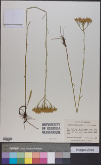 Euthamia leptocephala image