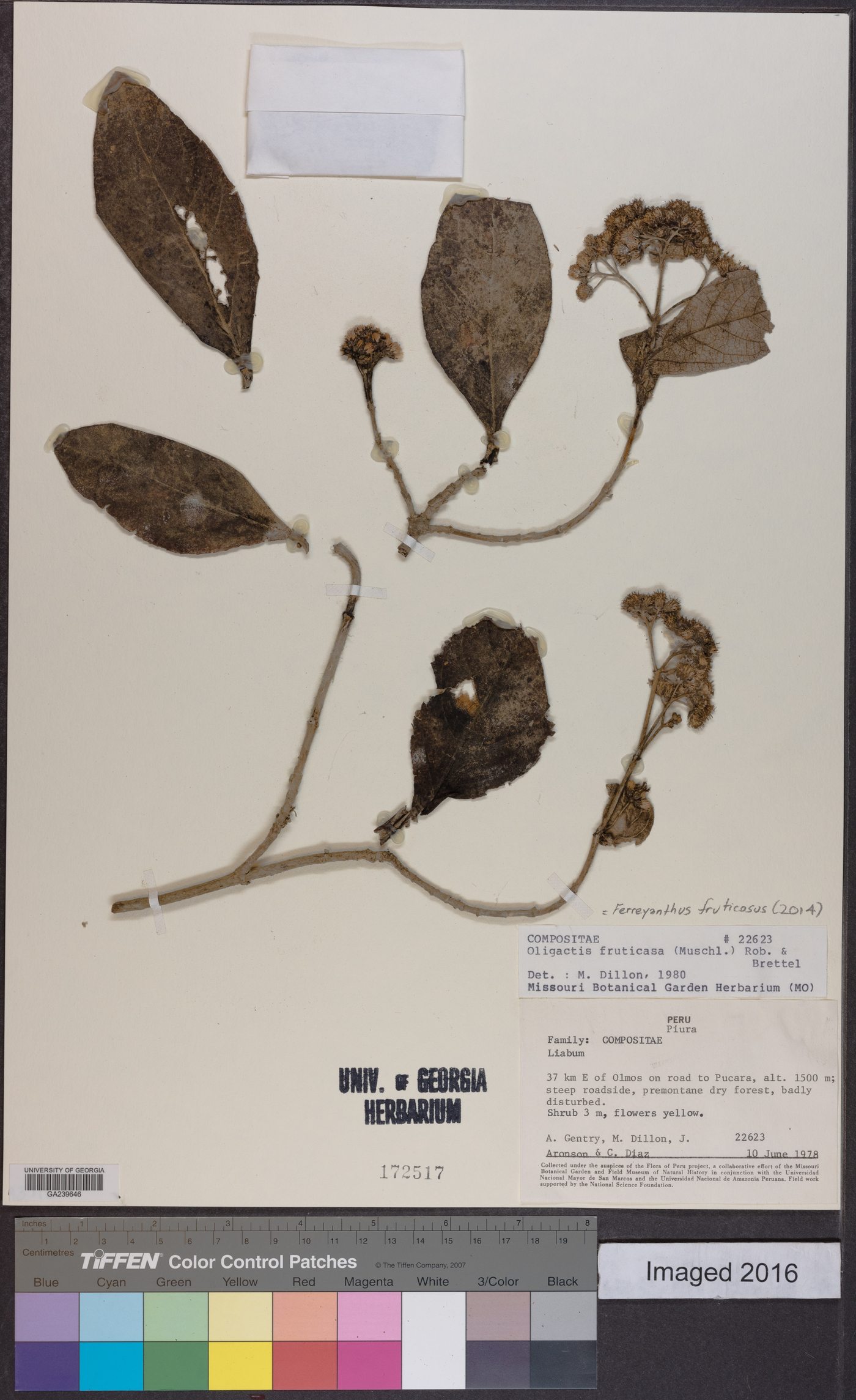 Ferreyranthus fruticosus image