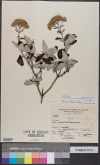 Image of Ferreyranthus vernonioides